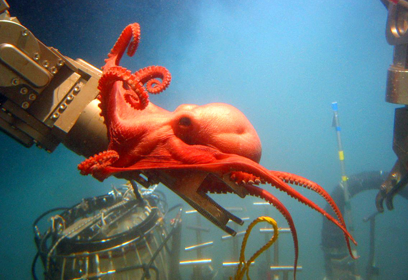 Illustration for article titled All the Alien-Looking Species Discovered by the Deep Sea Vehicle Alvin